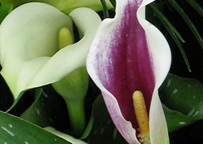 2-calla-lilies